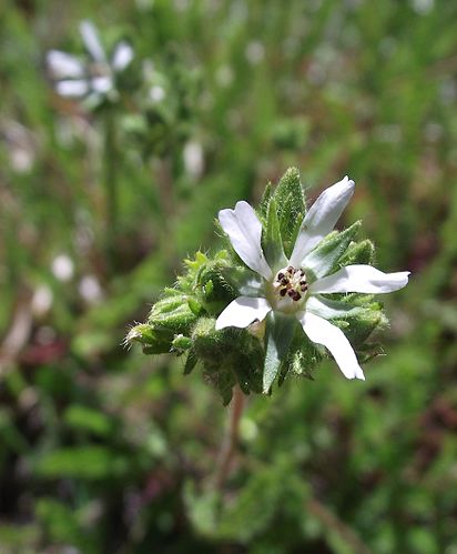 Horkelia tenuiloba